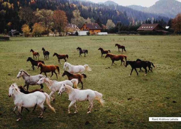 Ranč.jpg